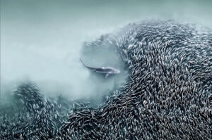 shark entering dense cluster of small fish